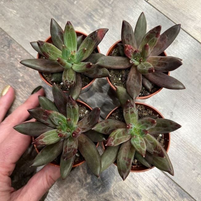 Растение Pachyphytum VIRIDE - Пахифитум зеленый 2