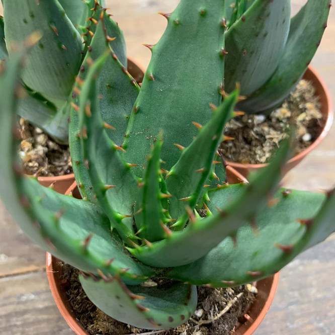 Растение Aloe предположительно FEROX Алоэ Ферокс Алоэ устрашающее 2