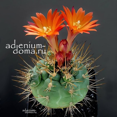 Matucana OREODOXA (Матукана)