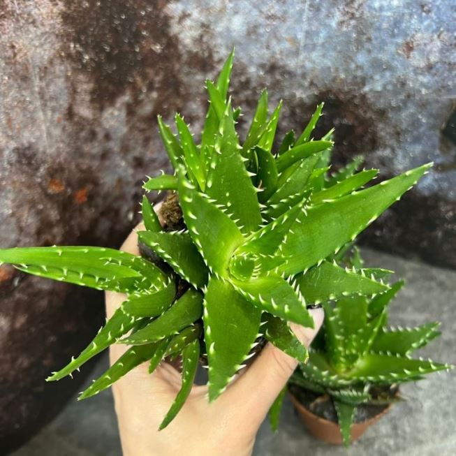 Растение Aloe MITRIFORMIS Алоэ Митриформис Алоэ колпачковидное 2