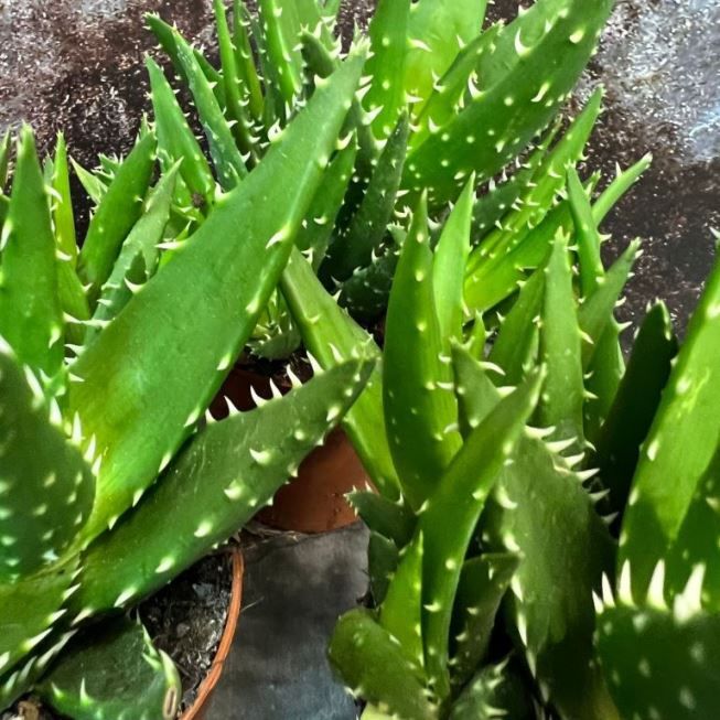 Растение Aloe MITRIFORMIS Алоэ Митриформис Алоэ колпачковидное 3