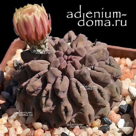 Neochilenia OCCULTA (Eriosyce, Thelocephala, Неочиления, Эриосице)