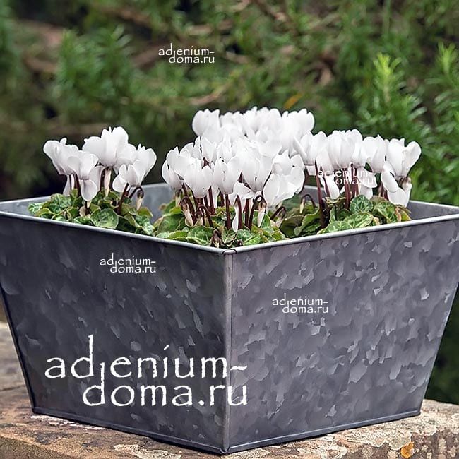 Cyclamen HEDERIFOLIUM ALBIFLORUM NEAPOLITANUM Цикламен плющелистный белоцветковый неаполитанский Альпийская фиалка 2