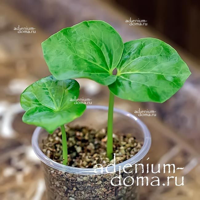 Commiphora UNILOBATA Коммифора Юнилобата 3