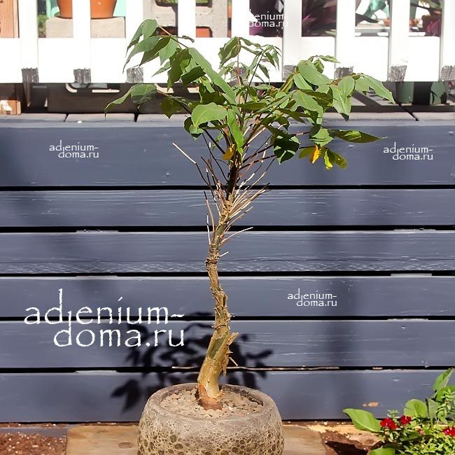 Commiphora UNILOBATA Коммифора Юнилобата 1