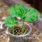 Commiphora UNILOBATA (Коммифора) 4