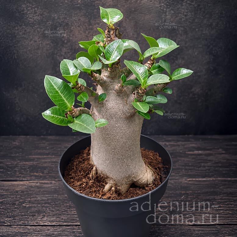 Adenium ARABICUM MIX Адениум арабский 1