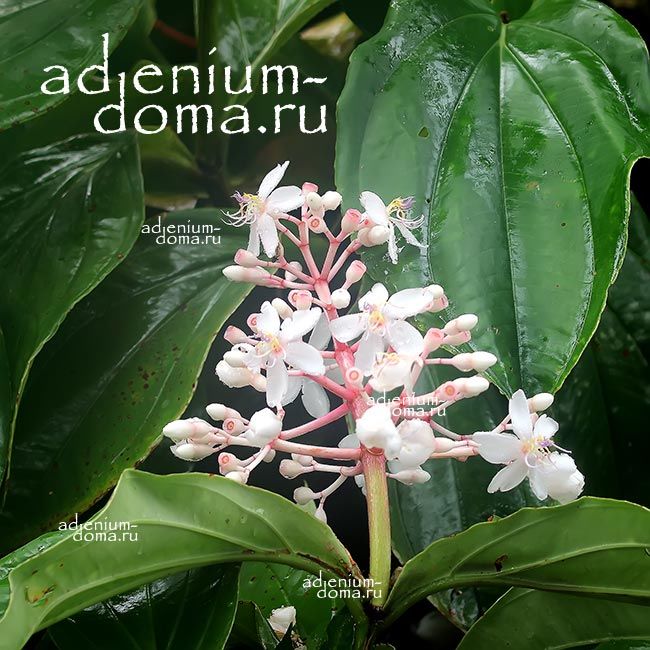 Pearl White Medinilla ALBIFLORA Мединилла белоцветковая Малазийская орхидея 2