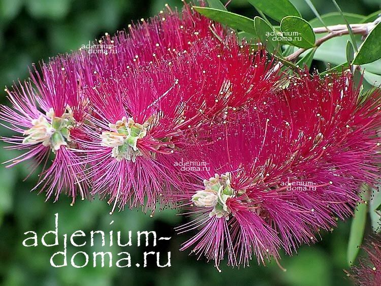 Melaleuca VIRENS VIOLACEUS Callistemon VIRIDIFLORUS Мелалеука зеленая фиолетовая Виренс Виолацеус Каллистемон зеленоцветковый Красивотычинник Виридифлорус 3