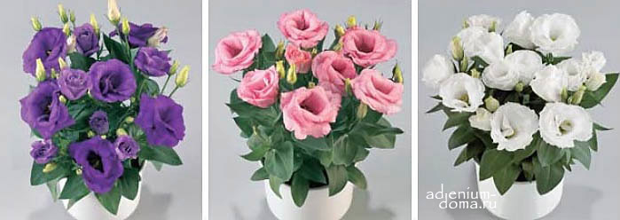 Eustoma GRANDIFLORUM SUITE PINK Эустома крупноцветковая Сюита Розовая Лизиантус Рассела Ирландская роза 3