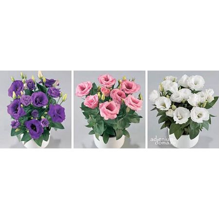 Eustoma SUITE PINK 3 c