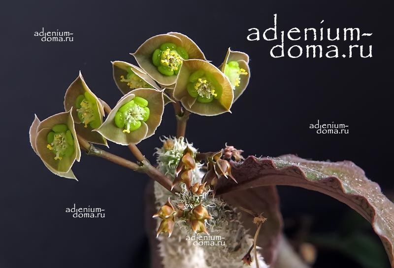 Euphorbia AMBOVOMBENSIS Молочай Амбовомбенсис Эуфорбия амбовомбская 2