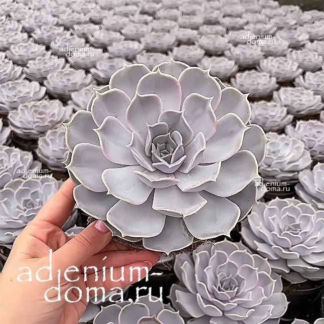 Echeveria LILACINA Эхеверия лиловая Эхеверия Лилацина Эчеверия 2