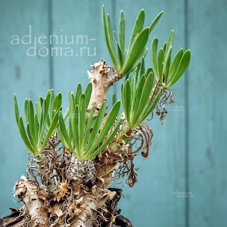 Tylecodon GRANDIFLORUS Тилекодон крупноцветковый 1