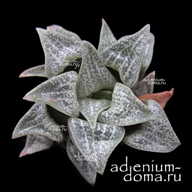 Haworthia PYGMAEA ARGENTEO-MACULOSA Хавортия карликовая серебряно-пятнистая пигмейская 1