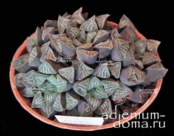 Haworthia PYGMAEA ARGENTEO-MACULOSA Хавортия карликовая серебряно-пятнистая пигмейская 3
