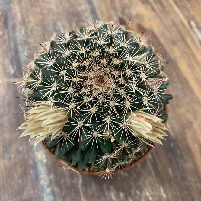 Растение Mammillaria FORMOSA Маммиллярия красивая 3