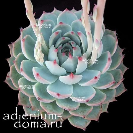 Echeveria CHIHUAHUAENSIS (Эхеверия, Эчеверия)