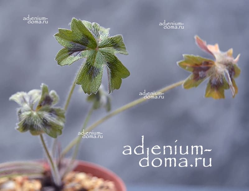 Pelargonium ALCHEMILLOIDES Пеларгония алхемиллевидная 3