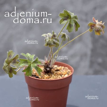 Pelargonium ALCHEMILLOIDES (Пеларгония)