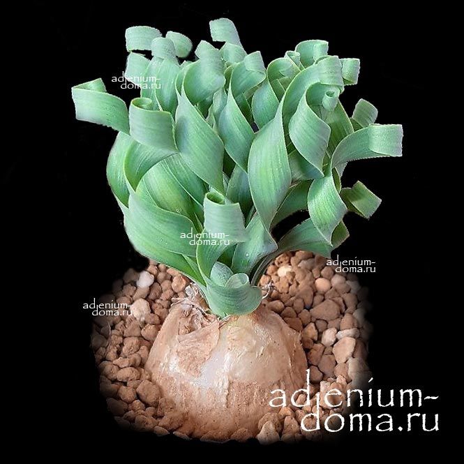 Cyrtanthus SPIRALIS (Циртантус): купить 1 семя c доставкой почтой 🌸  Адениум дома