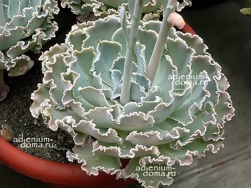 Echeveria SHAVIANA Эхеверия шавиана Эчеверия Шо 3