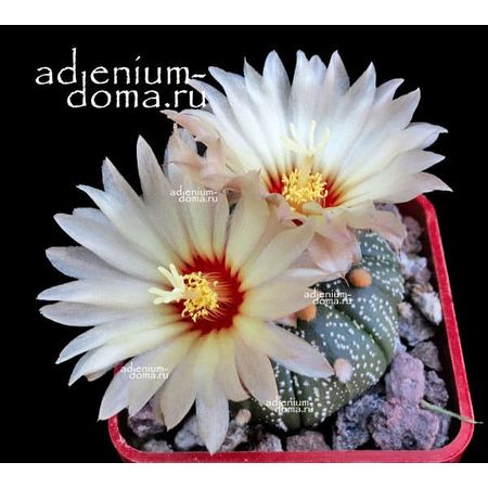 Astrophytum ASTERIAS 'GONZALES' ():  3  c