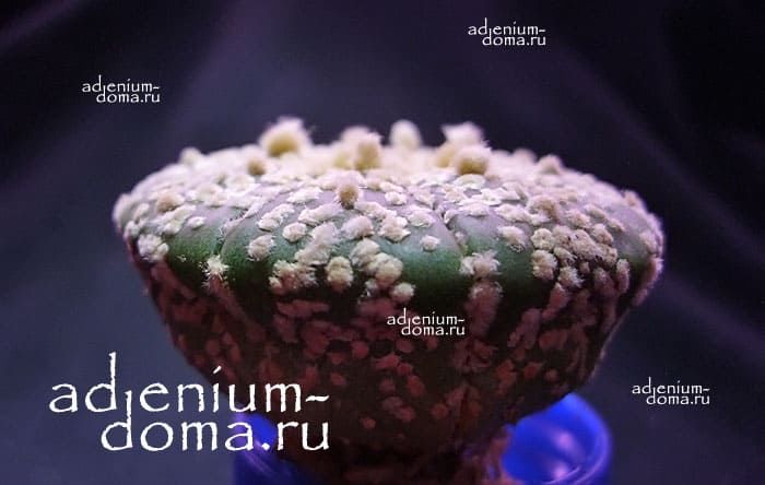 Astrophytum ASTERIAS SUPERKABUTO Астрофитум звездчатый Суперкабуто 3