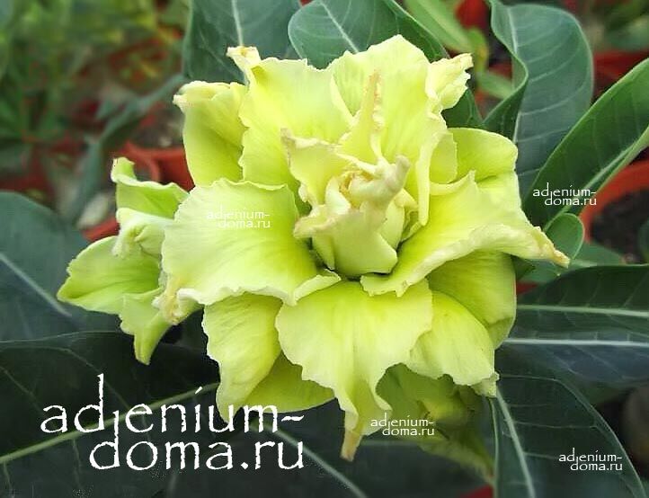 Adenium Obesum WASABI