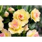 Adenium Obesum Triple Flower HUONG HA 4