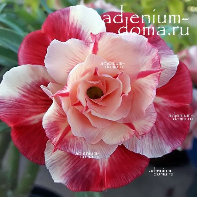 Adenium Obesum PHUONG LAM
