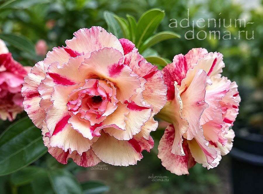 Adenium Obesum KIM PHUC