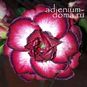 Adenium Obesum Triple Flower NGUYET TIEN 4
