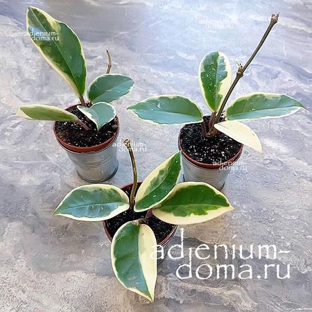 Растение ⌀ 5 Hoya CARNOSA 'KRIMSON QUEEN' (Хойя): купить c