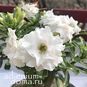Adenium Obesum Triple Flower FANCY 2 4