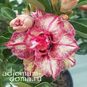 Adenium Obesum Triple Flower BEAUTY 2 4