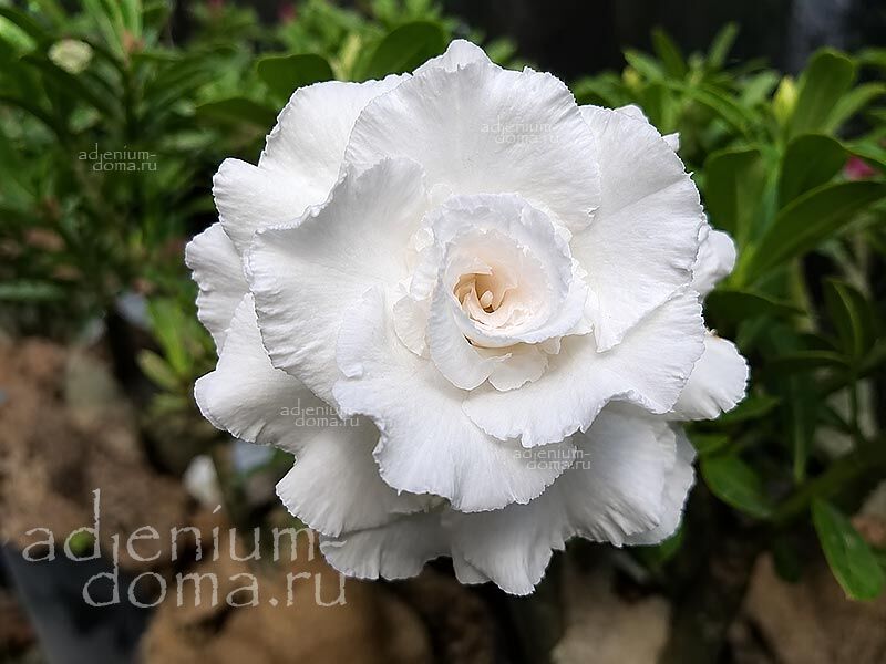 Adenium Obesum WEDDING DRESS
