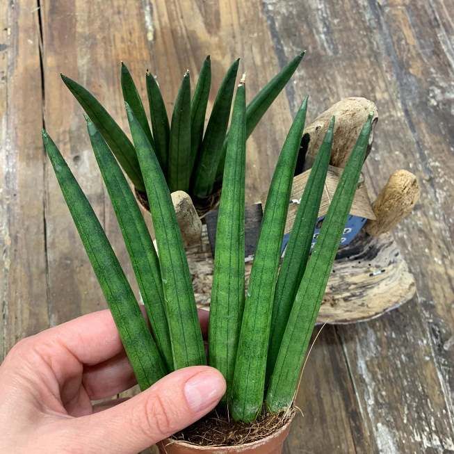 Растение Sansevieria CYLINDRICA FAN Сансевьера цилиндрическая Сансевиерия 2