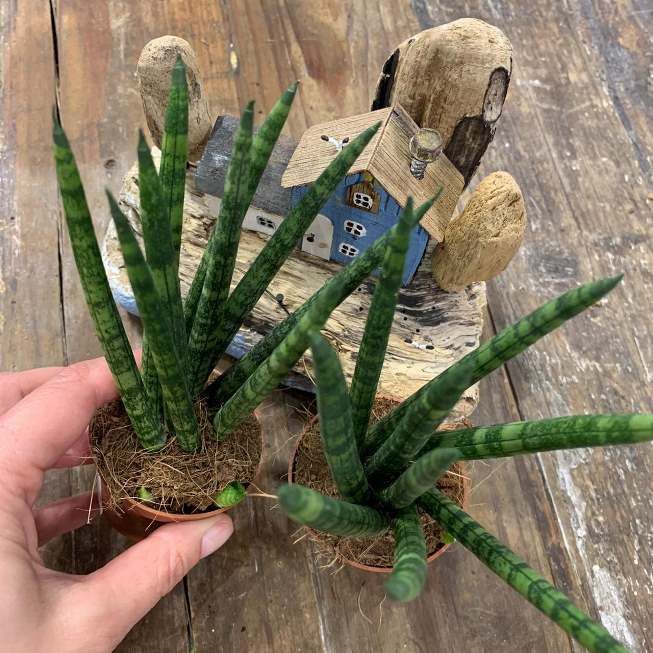 Растение Sansevieria CYLINDRICA SPAGHETTI Сансевьера цилиндрическая Сансевиерия 3