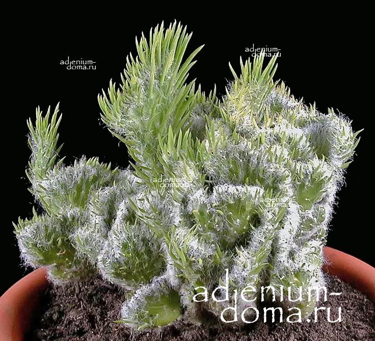 Растение Opuntia VESTITA cristata Опунция одетая 3