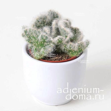 Растение ⌀ 5 Opuntia 'VESTITA' cristata (Опунция)