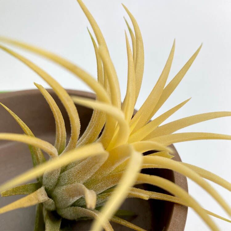 Растение Tillandsia IONANTHA YELLOW Тилландсия фиалкоцветковая желтая 1