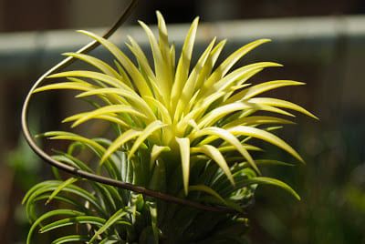 Растение Tillandsia IONANTHA YELLOW Тилландсия фиалкоцветковая желтая 3