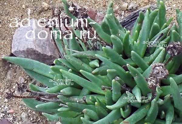 Rhinephyllum MACRADENIUM Ринефиллум Макрадениум 3