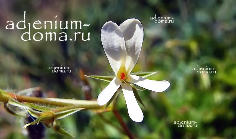 Pelargonium ELONGATUM Пеларгония удлинённая 3