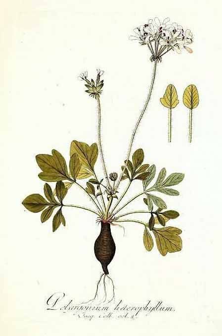 Pelargonium LONGIFOLIUM Пеларгония длиннолистная 3