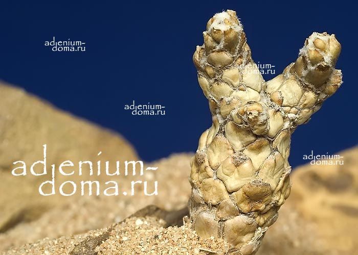 Othonna LEPIDOCAULIS Отонна чешуйчатостебельная Лепидокаулис 3
