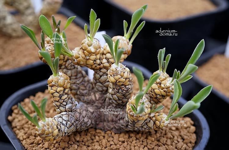 Othonna LEPIDOCAULIS Отонна чешуйчатостебельная Лепидокаулис 4
