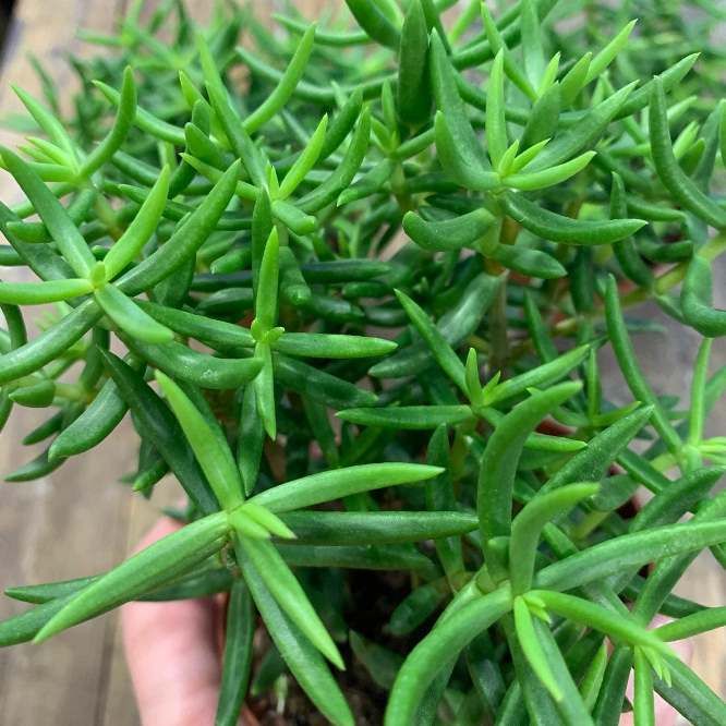 Растение Crassula TETRAGONA Крассула четырёхгранная Толстянка Тетрагона 2