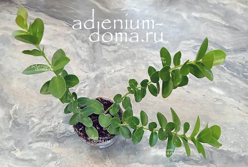 Растение Hoya CUMINGIANA Хойя кумингиана Каминга 2